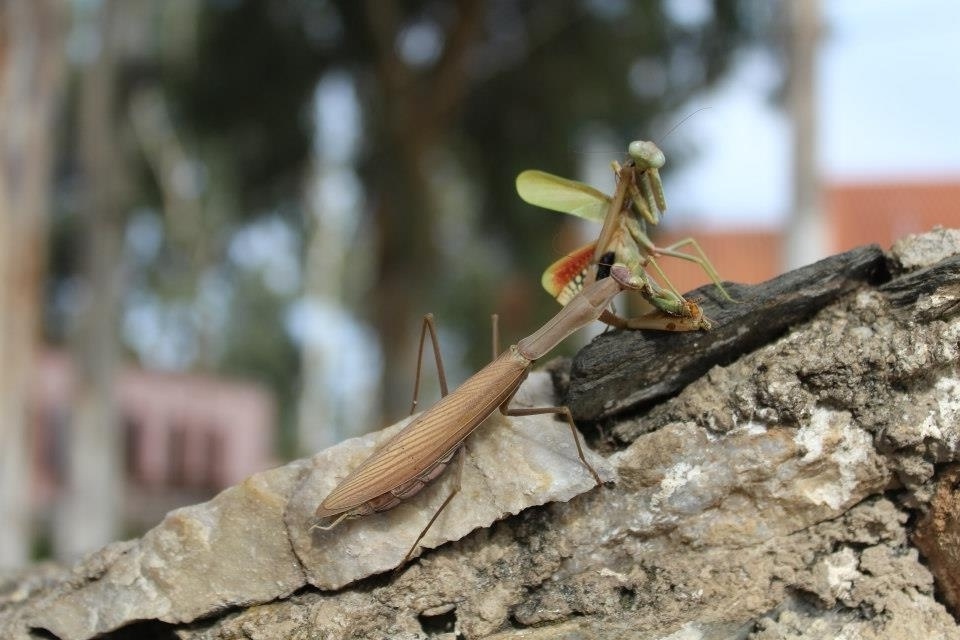 «Το πόνι της Παναγίας»: Η αλήθεια για το Mantis Religioza, ένα αδίστακτο και αιμοδιψές έντομο