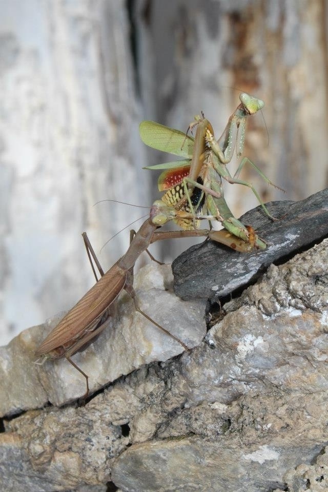 «Το πόνι της Παναγίας»: Η αλήθεια για το Mantis Religioza, ένα αδίστακτο και αιμοδιψές έντομο