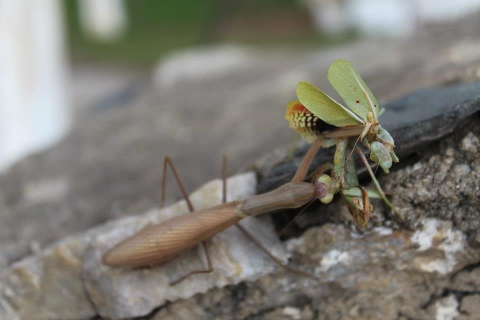 «Το πόνι της Παναγίας»: Η αλήθεια για το Mantis Religioza, ένα αδίστακτο και αιμοδιψές έντομο