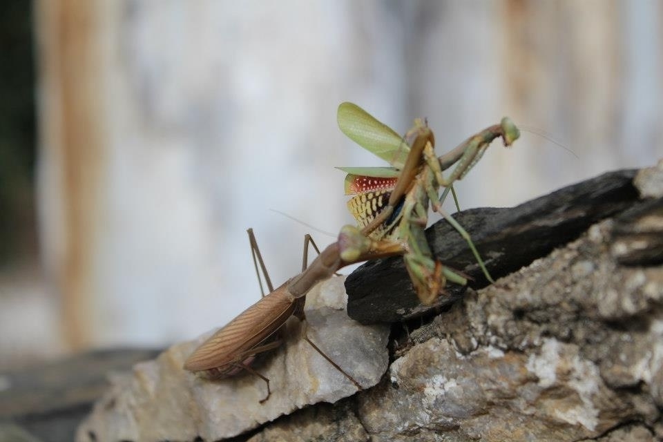 «Το πόνι της Παναγίας»: Η αλήθεια για το Mantis Religioza, ένα αδίστακτο και αιμοδιψές έντομο