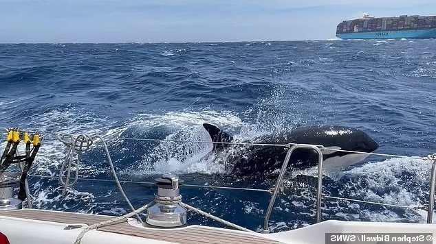 Επίθεση φάλαινας Orca: Κλιμακούμενες συναντήσεις με σκάφη αναψυχής και ιστιοφόρα