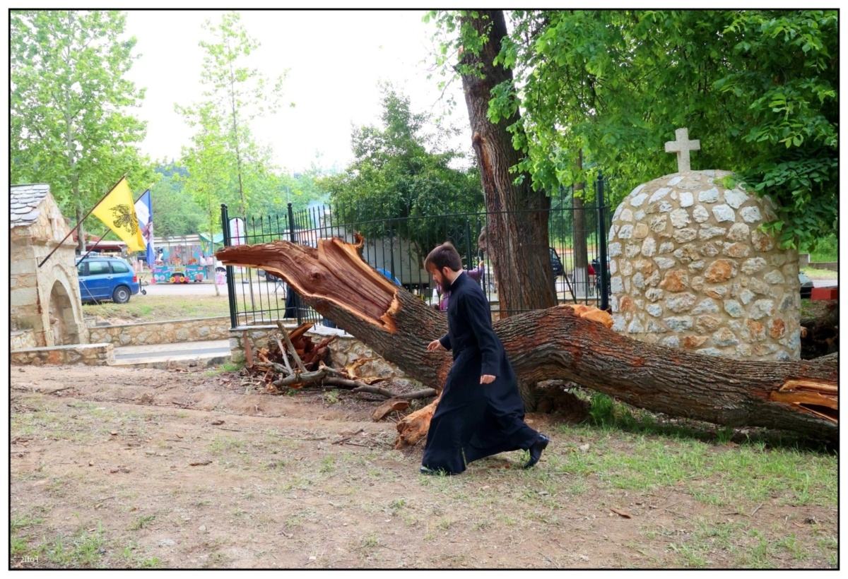 Θαυματουργό δέντρο: Το αίνιγμα του φαινομένου της αιμορραγίας αποκαλύπτεται