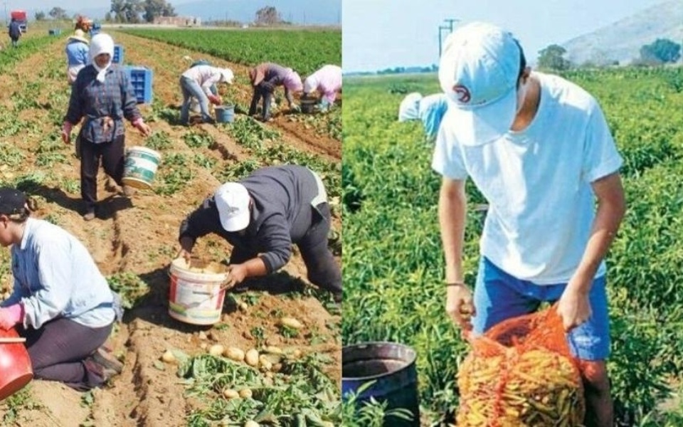 Greek Field Θέσεις εργασίας: Ευκαιρίες εργασίας σε συνεταιρισμούς και κονσερβοποιεία>