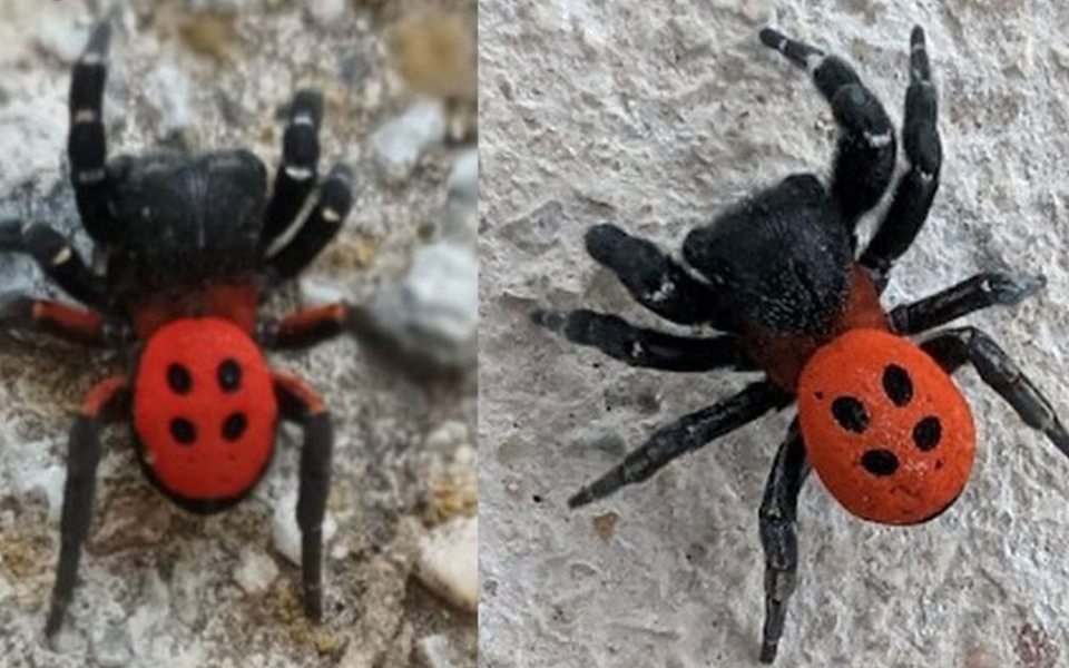 Σπάνια αράχνη Ladybird: Εκπληκτικό κόκκινο σώμα και μεταξωτή δεξιοτεχνία στη Θεσπρωτία>