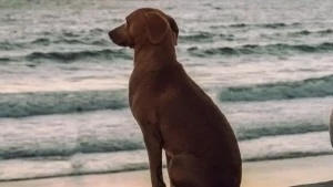 Καθηλωτικές στιγμές ηλιοβασιλέματος: Το καθημερινό τελετουργικό ενός σκύλου στην παραλία του Μαζατλάν