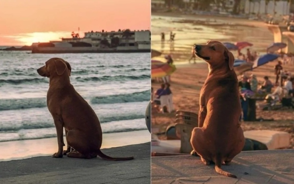 Καθηλωτικές στιγμές ηλιοβασιλέματος: Το καθημερινό τελετουργικό ενός σκύλου στην παραλία του Μαζατλάν>