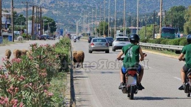 Τα πρόβατα δημιουργούν χάος: Πρωτοφανής κατάληψη στην Εθνική Οδό Λαμίας-Αθηνών [Βίντεο]