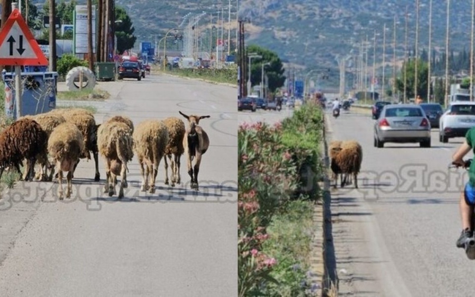 Τα πρόβατα δημιουργούν χάος: Πρωτοφανής κατάληψη στην Εθνική Οδό Λαμίας-Αθηνών [Βίντεο]>